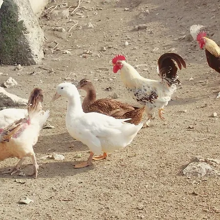 Il Casale-toscoemiliano 팜스테이 *