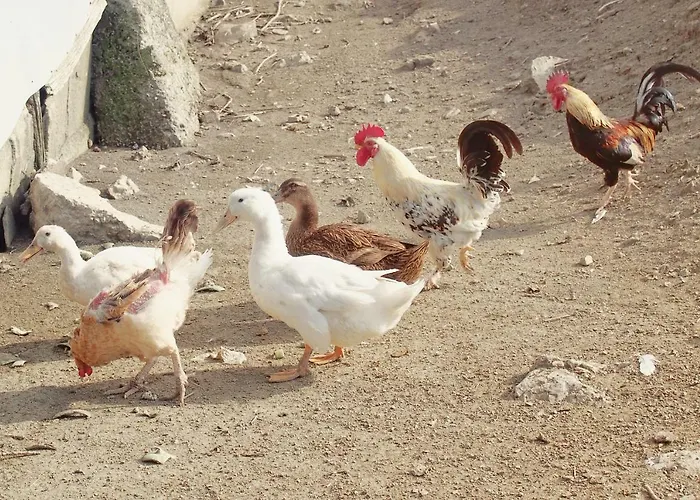 Il Casale-toscoemiliano בית חווה *